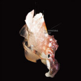قصه سقوط شاتل فضایی The Evpatoria Report Taijin Kyofusho